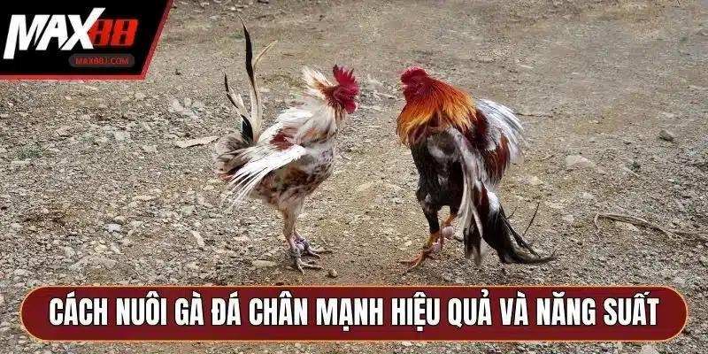 Cách nuôi gà đá chân mạnh hiệu quả và năng suất