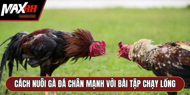 Cách nuôi gà đá chân mạnh với bài tập chạy lồng