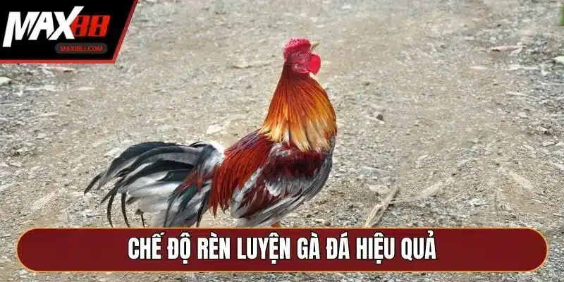 Chế độ rèn luyện gà đá hiệu quả