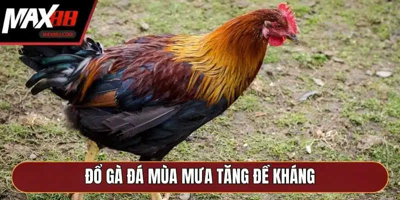 Đổ gà đá mùa mưa tăng đề kháng