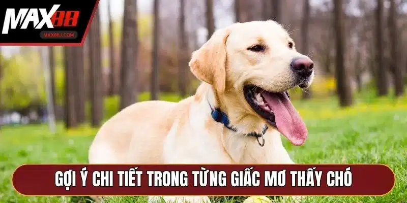 Gợi ý chi tiết trong từng giấc mơ thấy chó