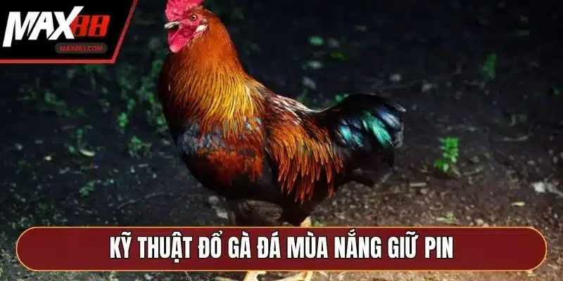 Kỹ thuật đổ gà đá mùa nắng giữ pin