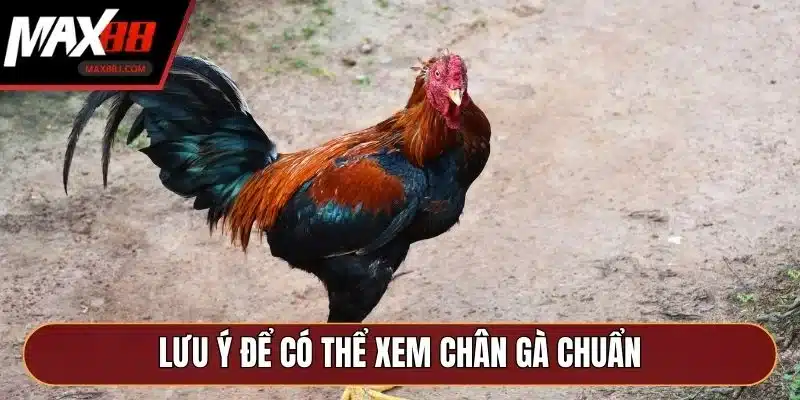 Lưu ý để có thể xem chân gà chuẩn, đặt cược chính xác
