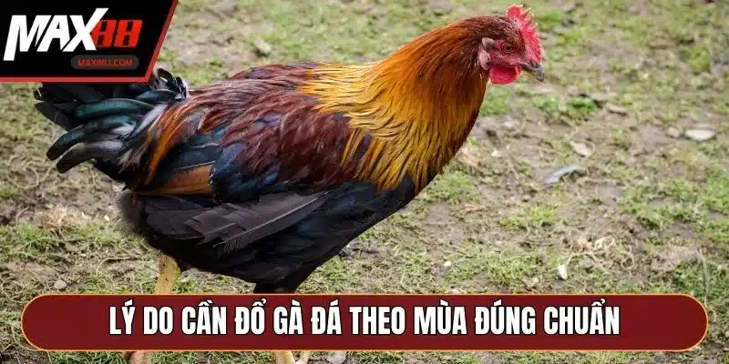 Lý do cần đổ gà đá theo mùa đúng chuẩn