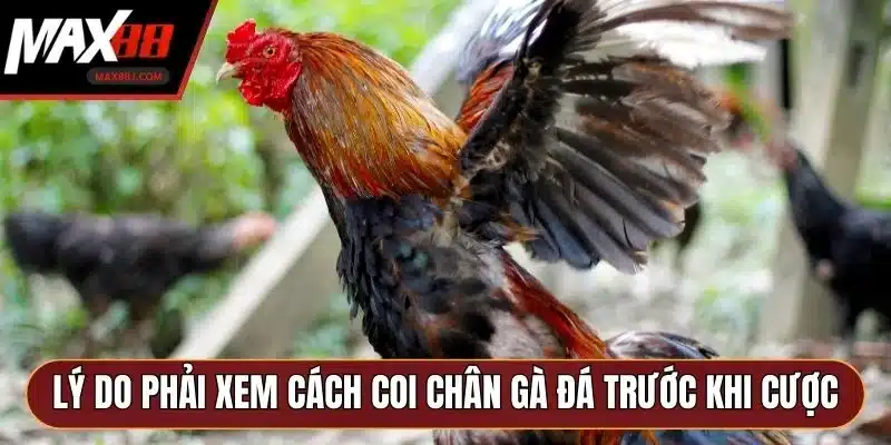 Lý do phải xem cách coi chân gà đá trước khi cược