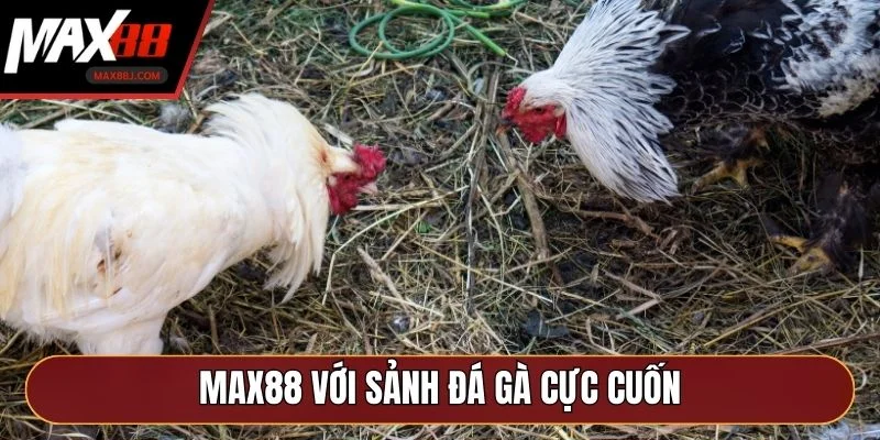 MAX88 với sảnh đá gà cực cuốn