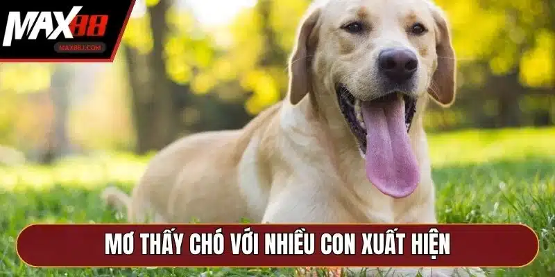 Mơ thấy chó với nhiều con xuất hiện