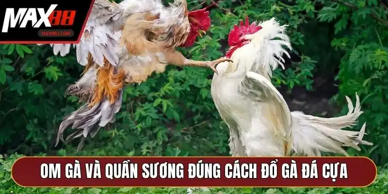 Om gà và quần sương đúng cách đổ gà đá cựa