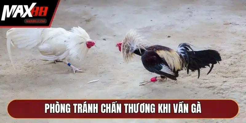 Phòng tránh chấn thương khi vần gà