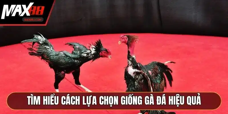 Tìm hiểu cách lựa chọn giống gà đá hiệu quả