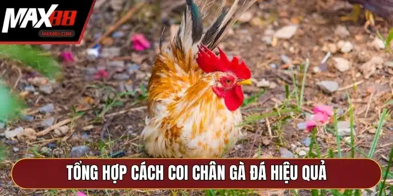 Tổng hợp cách coi chân gà đá hiệu quả