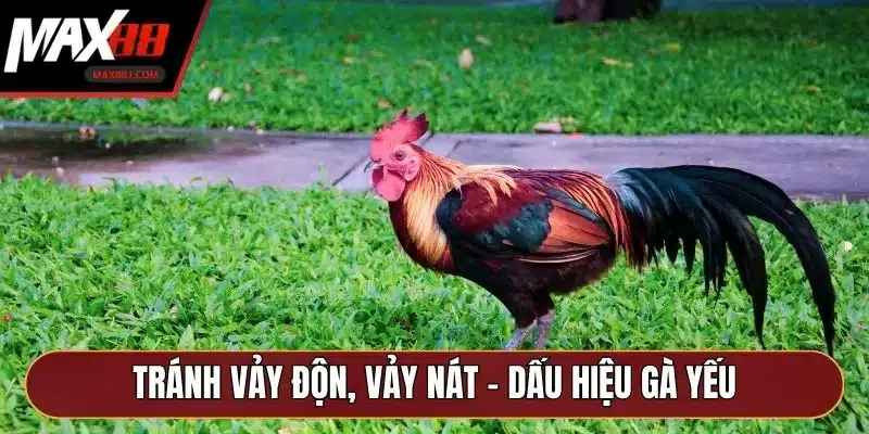 Tránh vảy độn, vảy nát - Dấu hiệu gà yếu