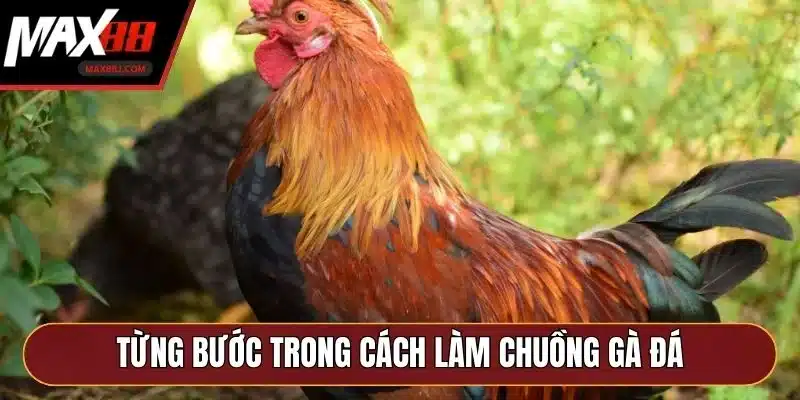 Từng bước trong cách làm chuồng gà đá